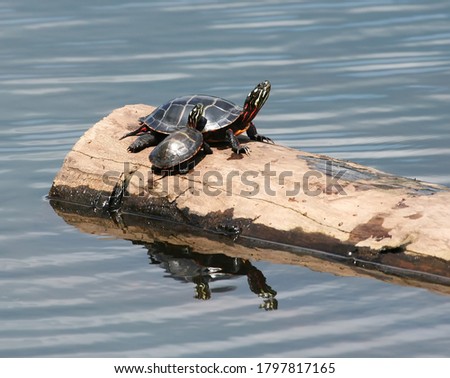 Adult and Young Eastern Painted Turtles basking on a log