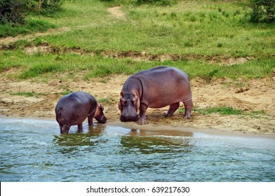 Adult and young hippos on the shore of Kazinga Channel at Queen Elizabeth National Park, Uganda