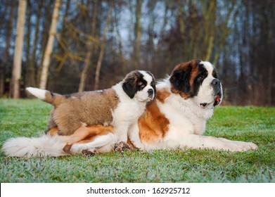 puppy st bernard