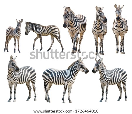 adult and young zebra isolated on white background