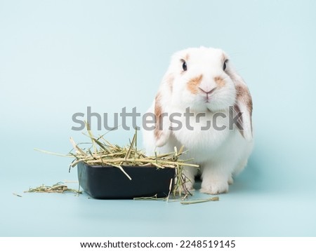 Adults female holland lop rabbit eating Timothy hay and sitting on green pastel background. Lovely action of broken brown holland lop rabbit.