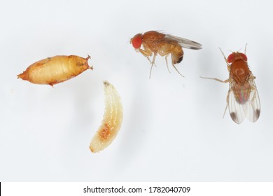 Adults, larva and pupa of Drosophila suzuki - commonly called the spotted wing drosophila or SWD. It is a fruit fly a major pest species of many kind of fruits in America and Europe. 