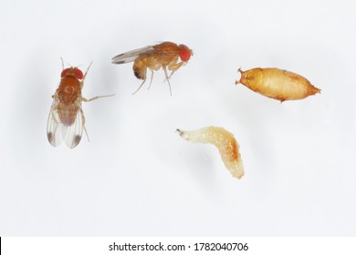 Adults, larva and pupa of Drosophila suzukii - commonly called the spotted wing drosophila or SWD. It is a fruit fly a major pest species of many kind of fruits in America and Europe. 