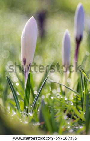 Similar – Image, Stock Photo tropical flow Flower Plant