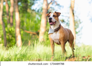 Adventure Dog In The Forest, Bright Sun Lit Image. Staffordshire Terrier Mutt Outdoors, Happy And Healthy Pets Concept