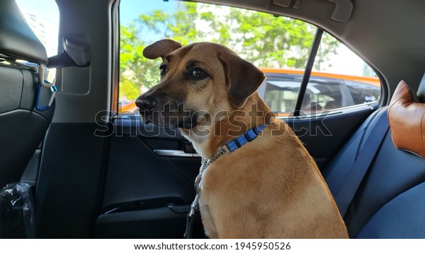 adventure dog having a ride in\
a car