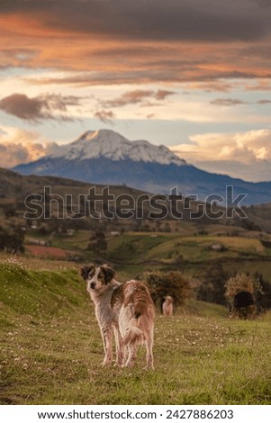 Adventure friend: Dog Posing with the Greatness of Chimborazo