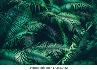 adventure nature background of green forest, tropical forest in green filter, concept of ecology and destination progress, freedom journey lifestyle use for spa and environmental conservation