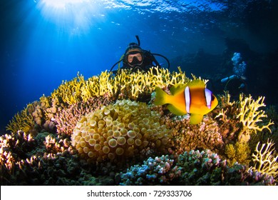 Adventure While Diving. Beautiful Colorful Reefs Of The Red Sea. Ras Mohammed. Egypt, Red Sea.