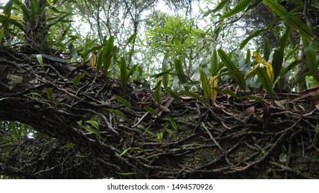 Adventure In The Yungas Forest