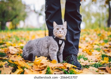 Adventures Of A Gray Cat On A Leash And His Male Owner In Yellow Leaves In The Forest. Legs Of A Cat Owner And A Pet In A Sled On A Walk In Nature In Autumn. Cat Wearing Harness Outdoors.