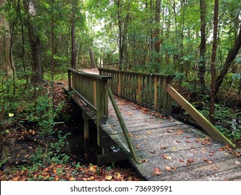 Adventuring On A Trail In Jacksonville, NC