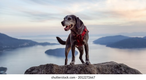 Adventurous little hiking dog on top of a mountain with scenic Canadian Nature Landscape in background. Sunny Summer Sunset. Tunnel Bluffs in Howe Sound, North of Vancouver, British Columbia, Canada.