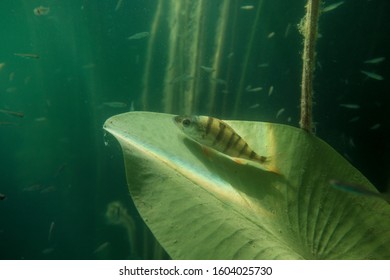 Adventurous picture of wild perch - bass - in natural habitat. Huge water volume with offshore vegetation in green tones color with fish in the middle. Green leaf of water lily.