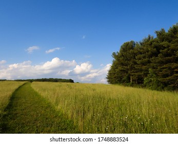 Adventurous Shot Of A Cleared Path In A Field Leading To A Pretty Blue Sky And Treeline On The Horizon.