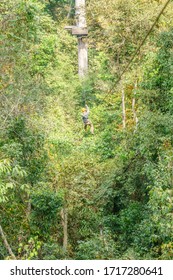 An Adventurous Traveler Swings At High Speed Between Giant Trees On A Long Steel Zipline More Than A Hundred Feet Above The Jungle Floor In Siem Reap, Cambodia.