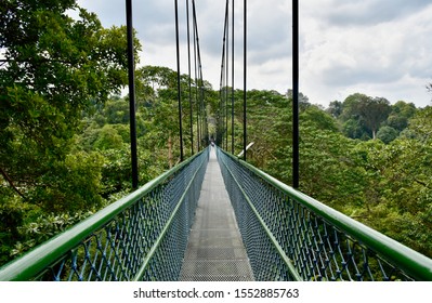 Adventurous treetop walk over suspension bridge in Central Catchment Nature Reserve, Singapore
