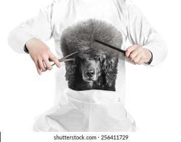 Advertising Idea For Pets Grooming With Poodle Haircut