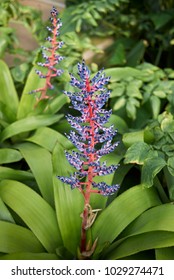 198 Blue rain bromeliad Images, Stock Photos & Vectors | Shutterstock