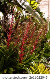 Aechmea bracteata; native bromeliad; red bracts; tropical plant; Brazilian flora;