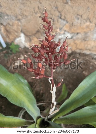 Aechmea caudata plant with brown flowers
