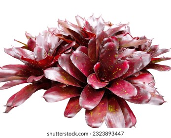 Aechmea fasciata
family name BROMELIACEAE
An ornamental plant that looks like petals and hard spread out around the leaves with beautiful patterns,bright colored trees placed on a white background. - Powered by Shutterstock