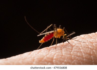 Aedes Aegypti. Close Up A Mosquito Sucking Human Blood,Vector-borne Diseases,Chikungunya.Dengue Fever.Rift Valley Fever.Yellow Fever.Zika.