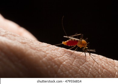 Aedes Aegypti. Close Up A Mosquito Sucking Human Blood,Vector-borne Diseases,Chikungunya.Dengue Fever.Rift Valley Fever.Yellow Fever.Zika.