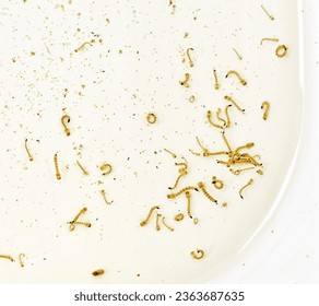 Aedes aegypti larvae and pupa 