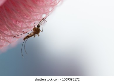 Aedes Aegypti Mosquito. Close Up A Mosquito On Pink Fiber Fabric