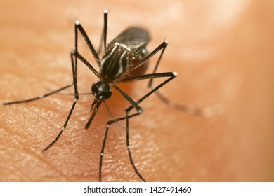 Aedes Aegypti Mosquito. Close Up A Mosquito Sucking Human Blood