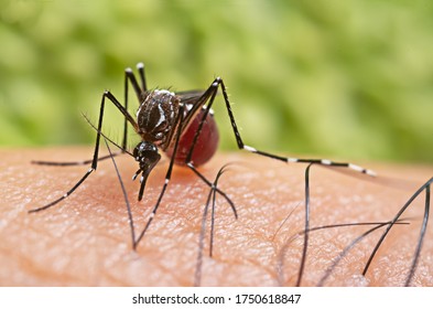 Aedes Aegypti Mosquito. Close Up A Mosquito Sucking Human Blood,