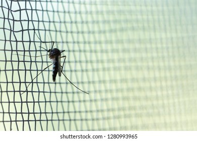 Aedes Aegypti Mosquito On White Mosquito Wire Mesh