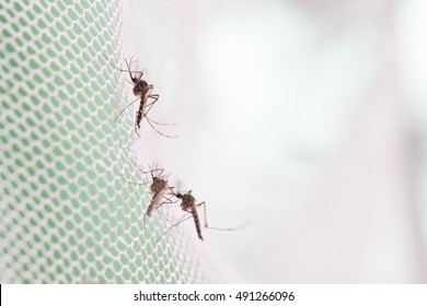 Aedes Aegypti Mosquito On White Mosquito Wire Mesh