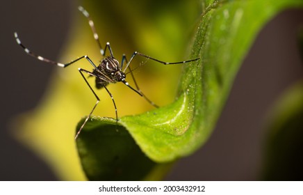 Aedes Aegypti Mosquito That Transmits Dengue In Brazil Perched On A Leaf, Macro Photography, Selective Focus
