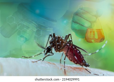 Aedes aegypti mosquito with vial DHF vaccine concept for vaccine anti mosquitoes cause born disease,Laboratory research,Medical science vaccine testing,macrophotography,tropical disease