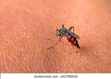 Aedes aegypti Mosquitoe bite and feeding blood on wrinkle skin.Aedes mosquitoes bring dengue disease.Mosquitoe sucking blood.photo by select focus.