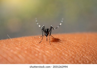 Aedes aegypti Mosquitoe bite and feeding blood on wrinkle skin.Aedes mosquitoes bring dengue disease.Aedes mosquitoes carry dengue fever.