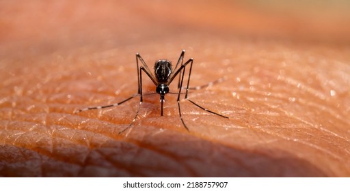 Aedes Aegypti Mosquitoe Bite And Feeding Blood On Wrinkle Skin.Aedes Mosquitoes Bring Dengue Disease.Aedes Mosquitoes Carry Dengue Fever.