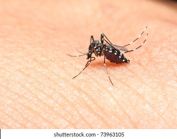 Aedes Mosquito Blood Eater At Night