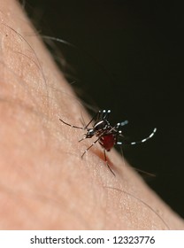 Aedes Mosquito Or Dangue Fever Mosquito Or Yellow Fever Mosquito