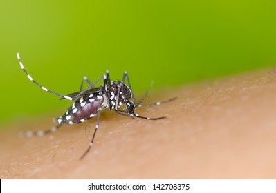 Aedes Mosquito Sucking Blood On Skin