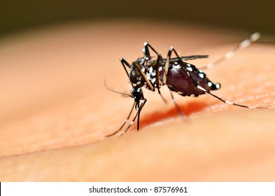 Aedes Mosquito Sucking Blood On Skin