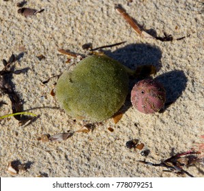 Aegagropila Linnaei, Known As Marimo 