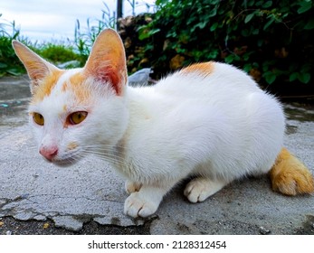 Aegean Cat Lives On The Rocks Near The Beach