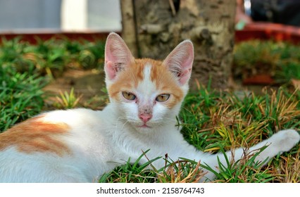 a Aegean cat resting in a park - Shutterstock ID 2158764743