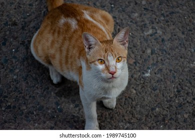 Aegean Cat Sitting On Road