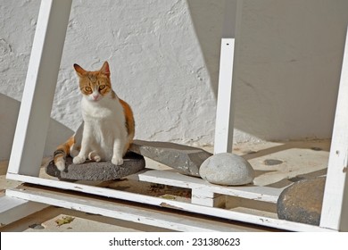 Aegean Cat Sitting Under The White Frame