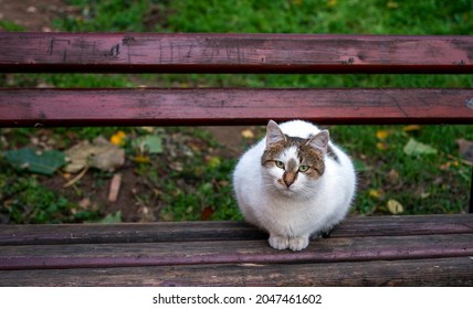 Aegean Cat,sitting On The Bench. Curious Animal.