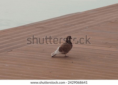Aegean serenity. Brown and white pigeon perched on wooden pier.
